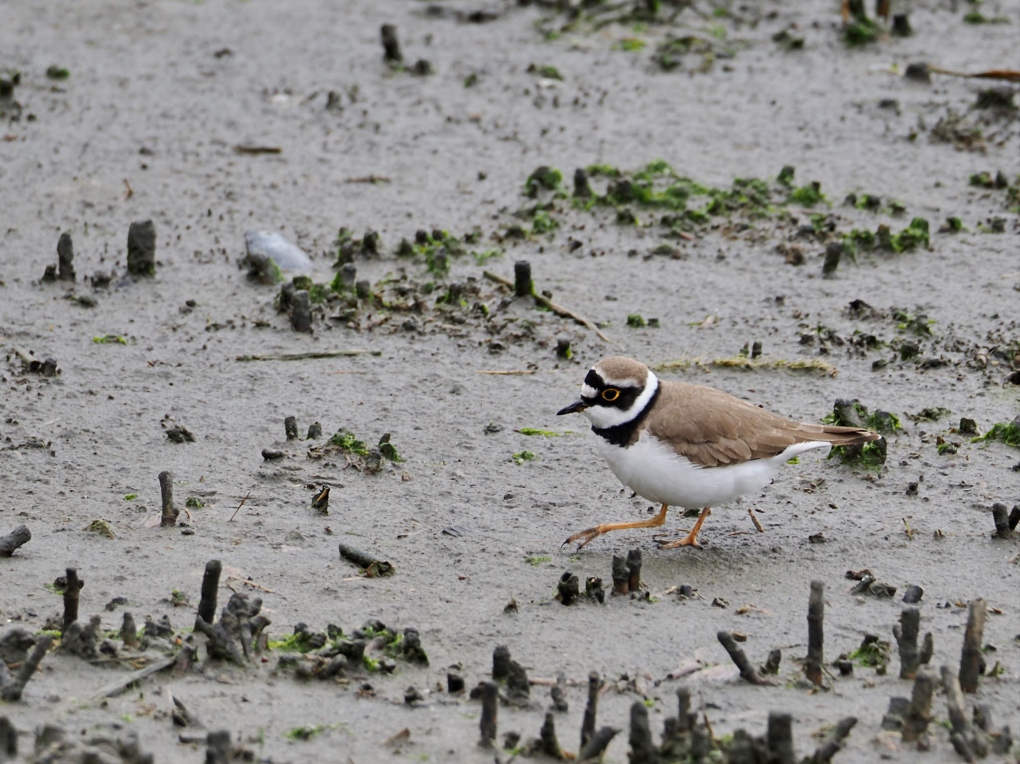 Little Ringed Plover