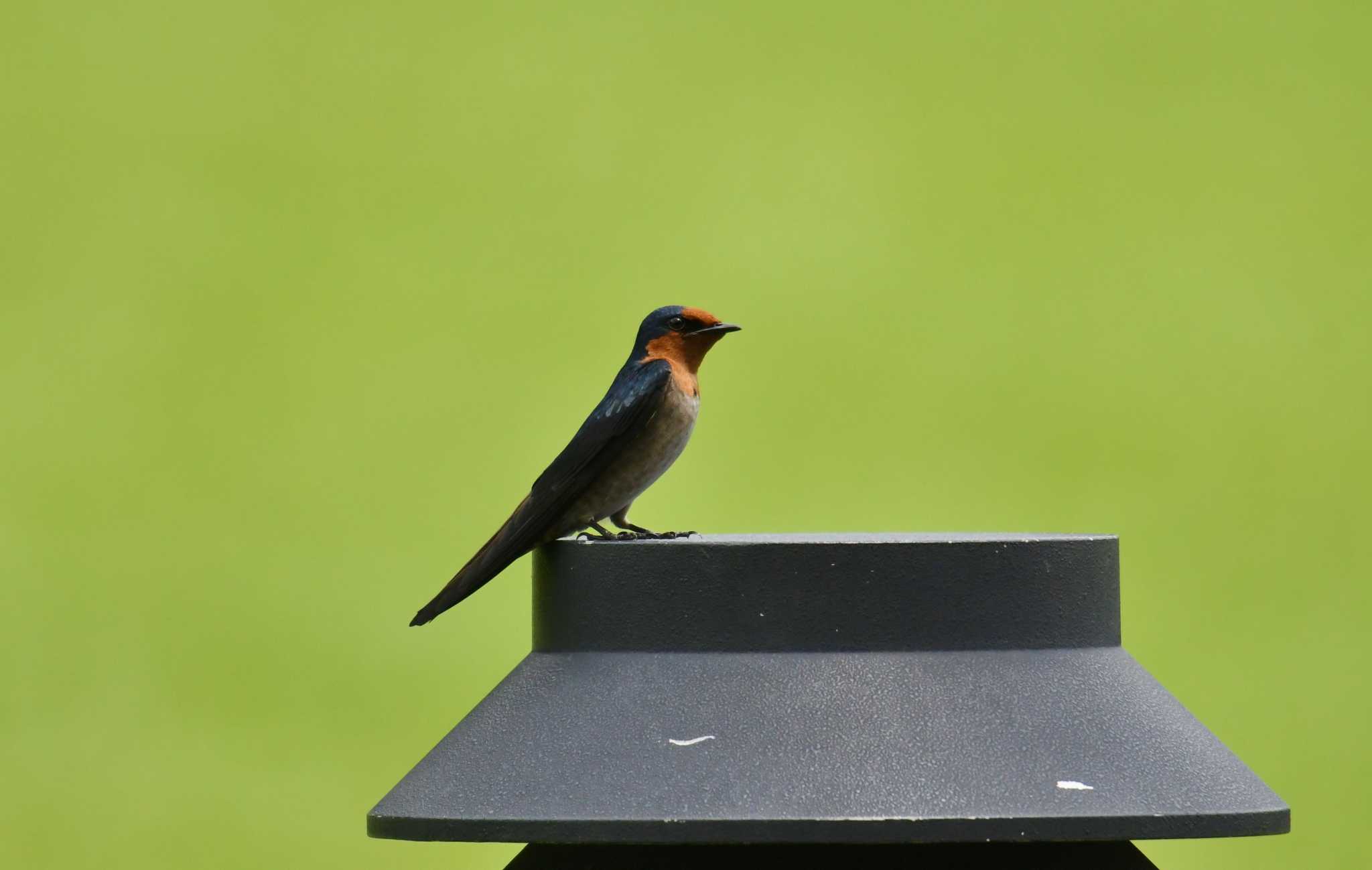 Photo of Pacific Swallow at Singapore Botanic Gardens by あひる