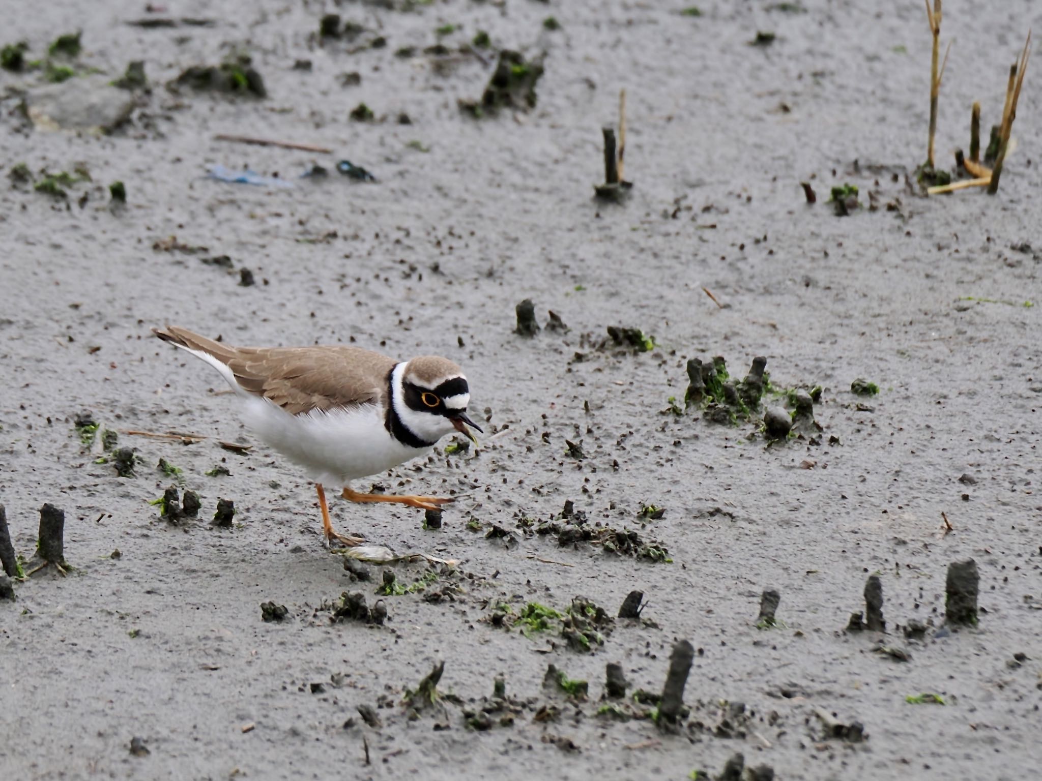 Little Ringed Plover