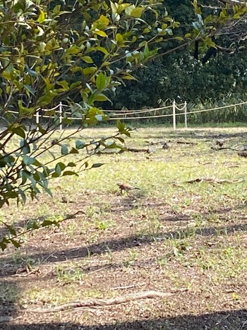 Dusky Thrush Meiji Jingu(Meiji Shrine) Sun, 3/17/2024