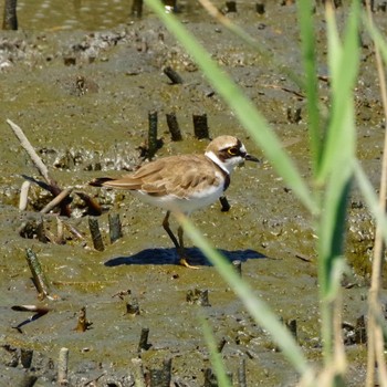 コチドリ 東京港野鳥公園 2021年8月6日(金)