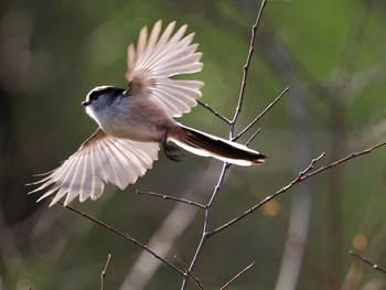 Long-tailed Tit Asaba Biotope Wed, 3/20/2024