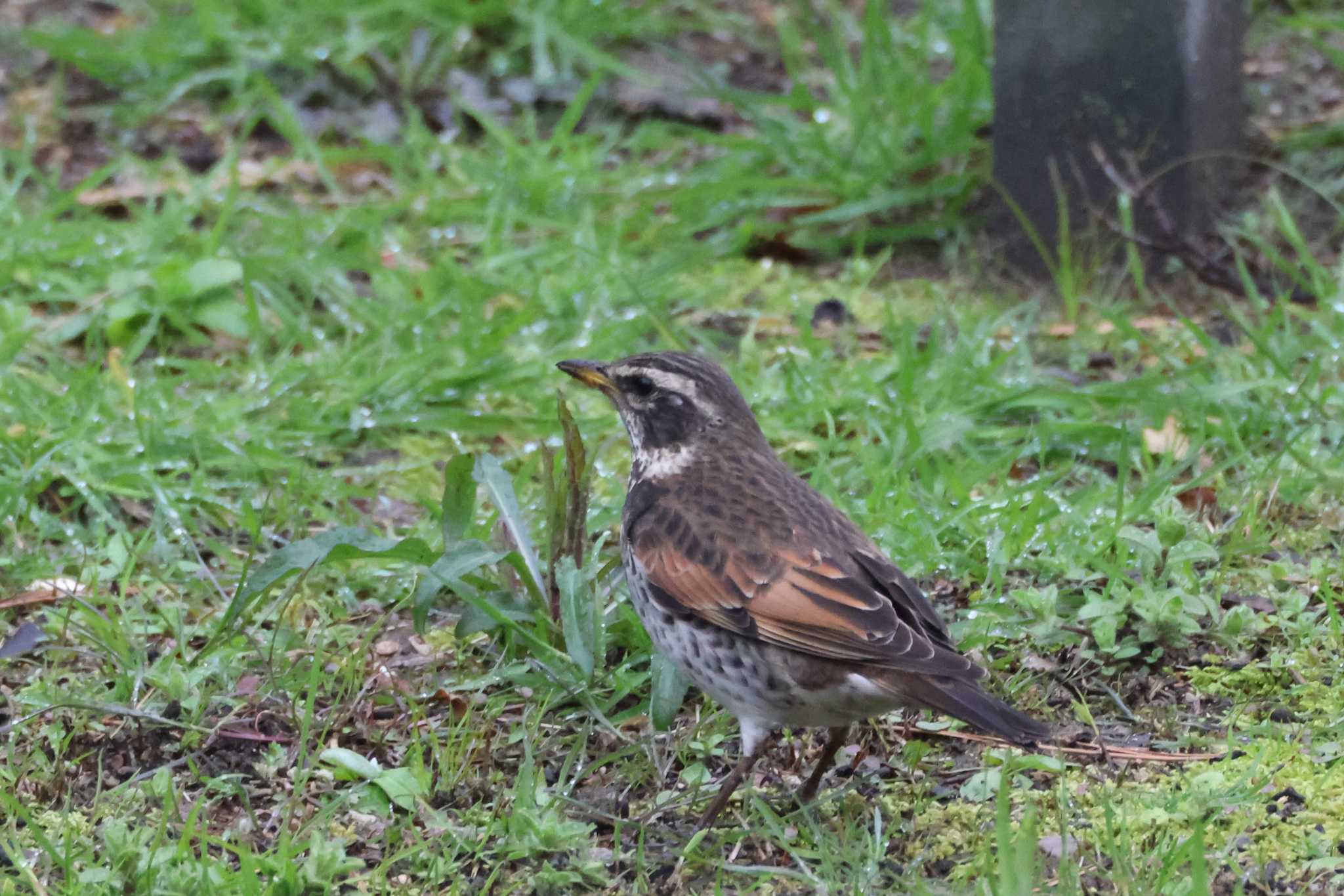 Dusky Thrush