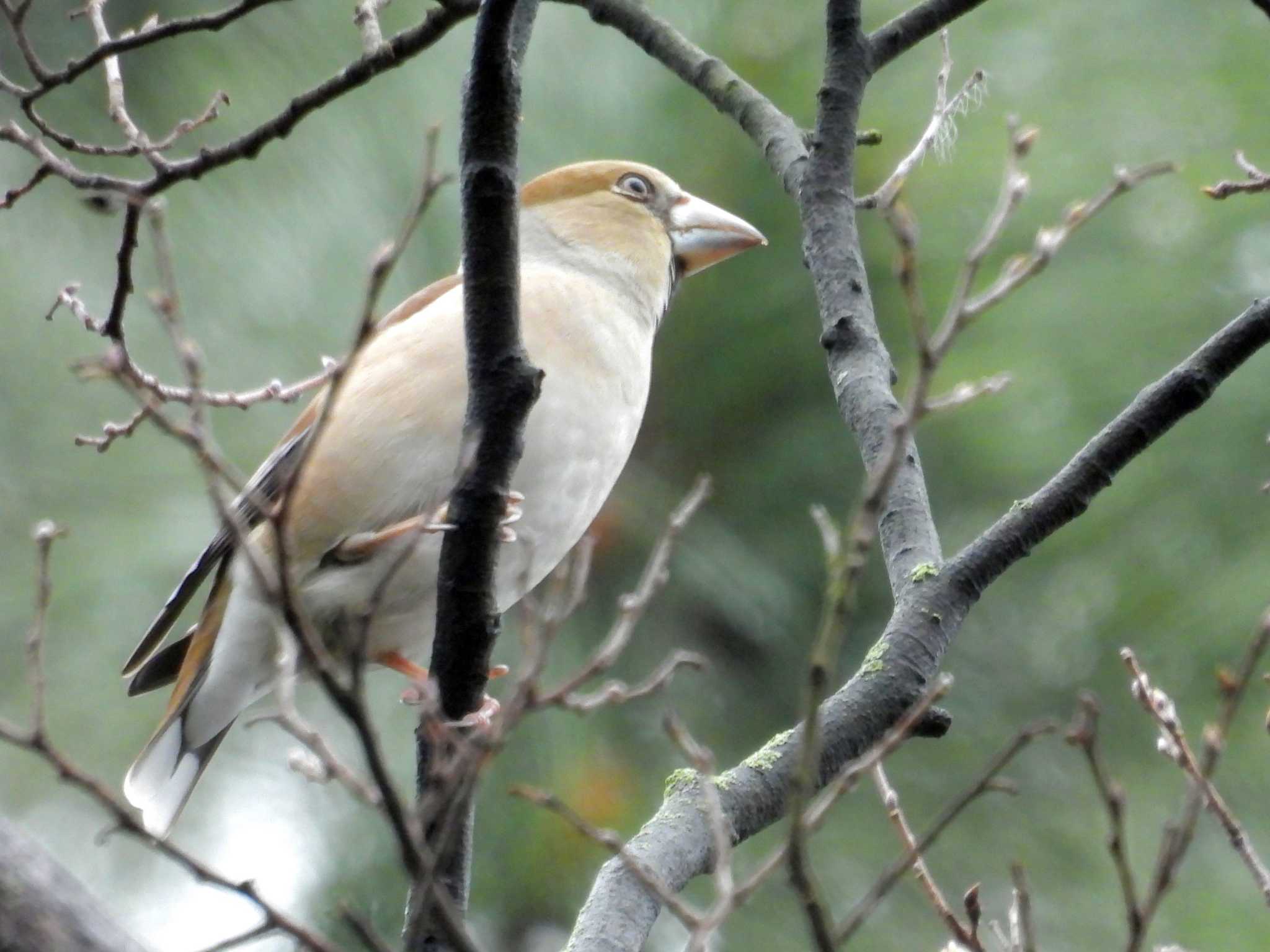 Hawfinch