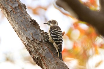 コゲラ 葛西臨海公園 2018年11月11日(日)