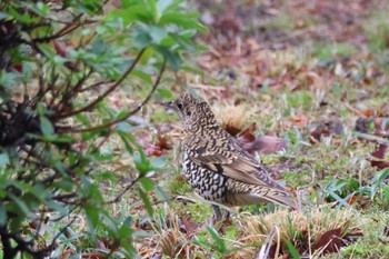 White's Thrush 鶴舞公園 Sat, 3/23/2024