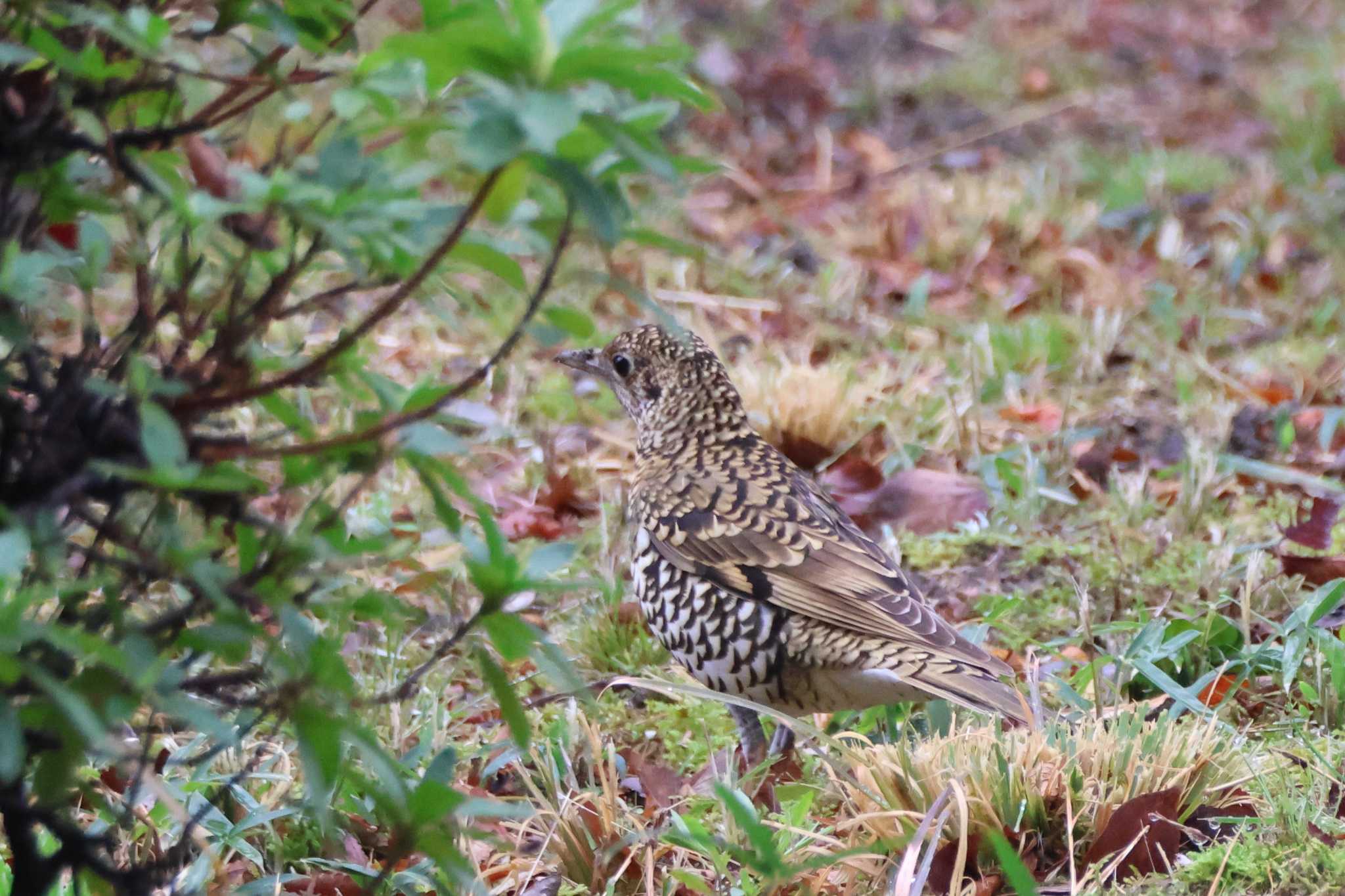 鶴舞公園 トラツグミの写真 by OHモリ