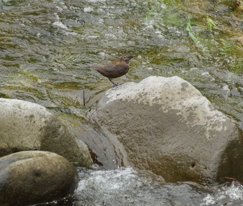 Brown Dipper 山形県山形市 Sat, 8/21/2021