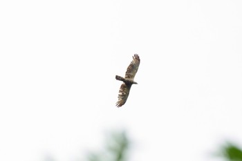 Crested Honey Buzzard 山形県山形市 Sat, 8/21/2021