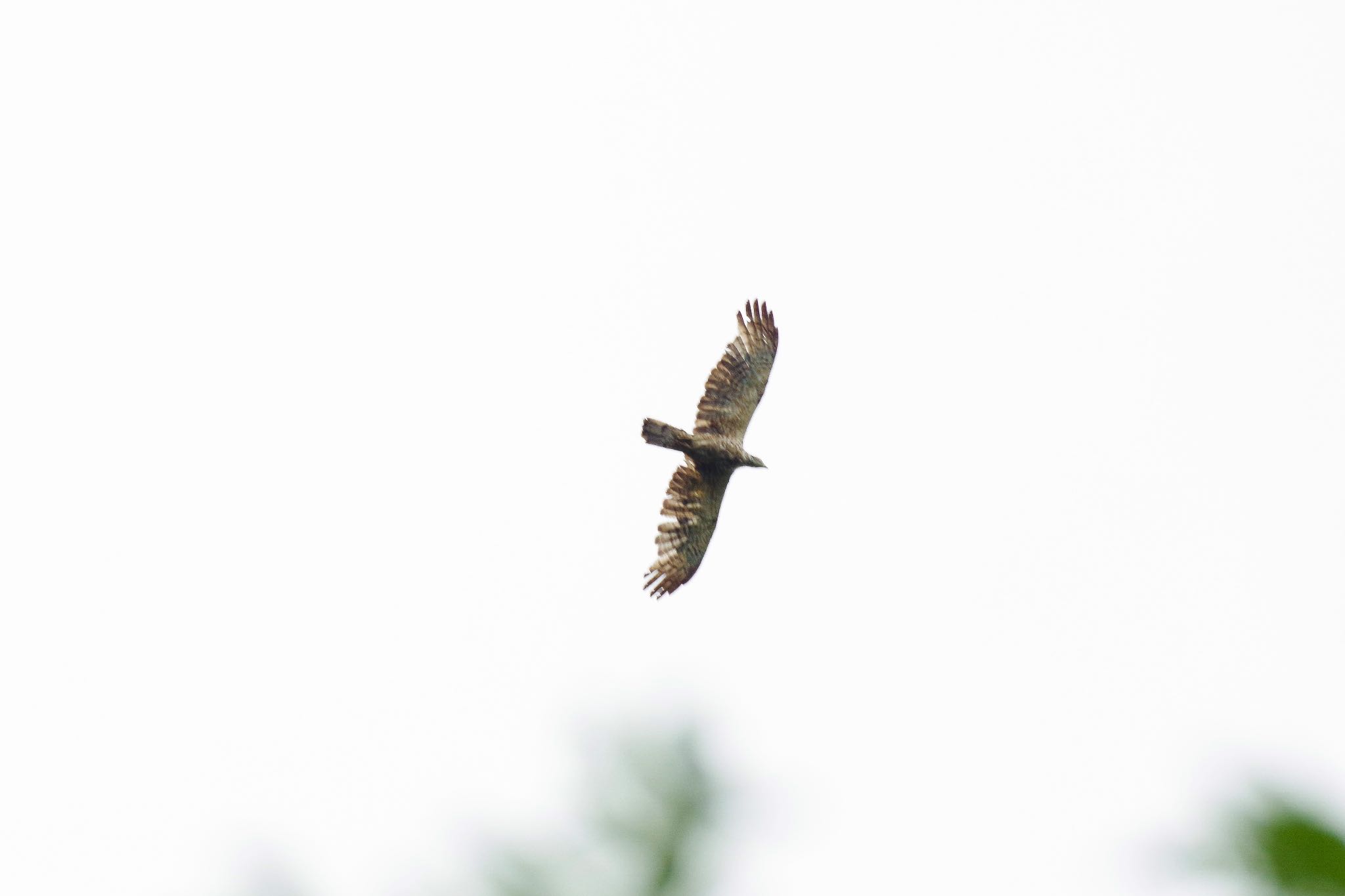 Photo of Crested Honey Buzzard at 山形県山形市 by 015