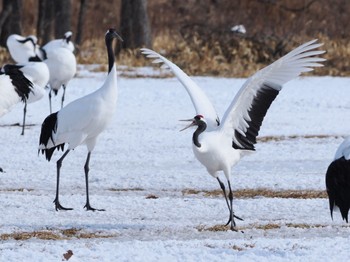 タンチョウ 鶴見台 2024年2月22日(木)