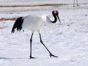 Red-crowned Crane Tsurumidai Thu, 2/22/2024