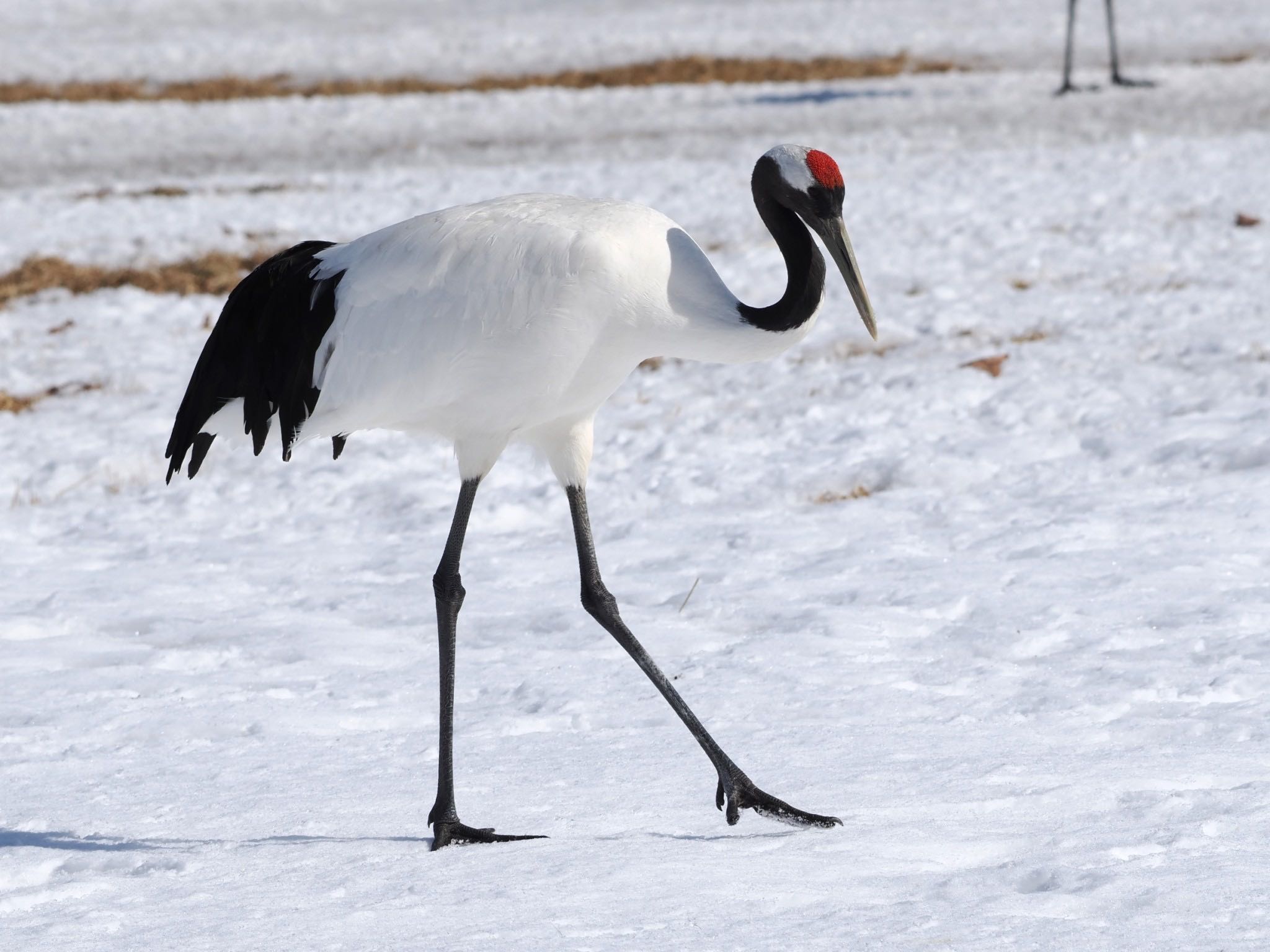 Red-crowned Crane