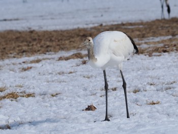 Red-crowned Crane Tsurumidai Thu, 2/22/2024