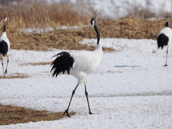 タンチョウ 鶴見台 2024年2月22日(木)