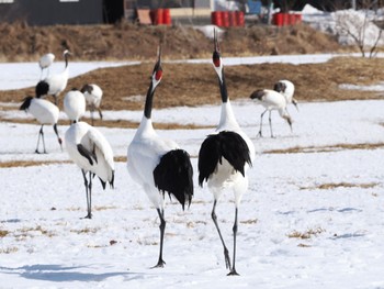 タンチョウ 鶴見台 2024年2月22日(木)