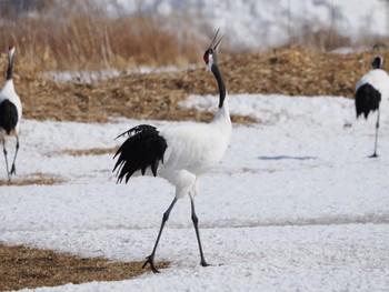 タンチョウ 鶴見台 2024年2月22日(木)