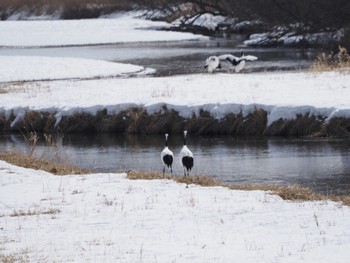 Red-crowned Crane Tsurumidai Thu, 2/22/2024