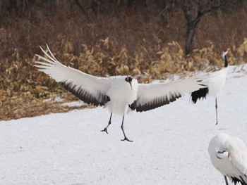 Red-crowned Crane Tsurumidai Thu, 2/22/2024