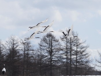 Red-crowned Crane Tsurumidai Thu, 2/22/2024