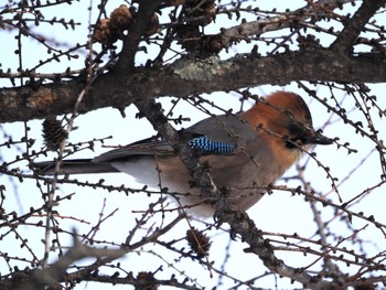 Eurasian Jay(brandtii) Tsurumidai Thu, 2/22/2024