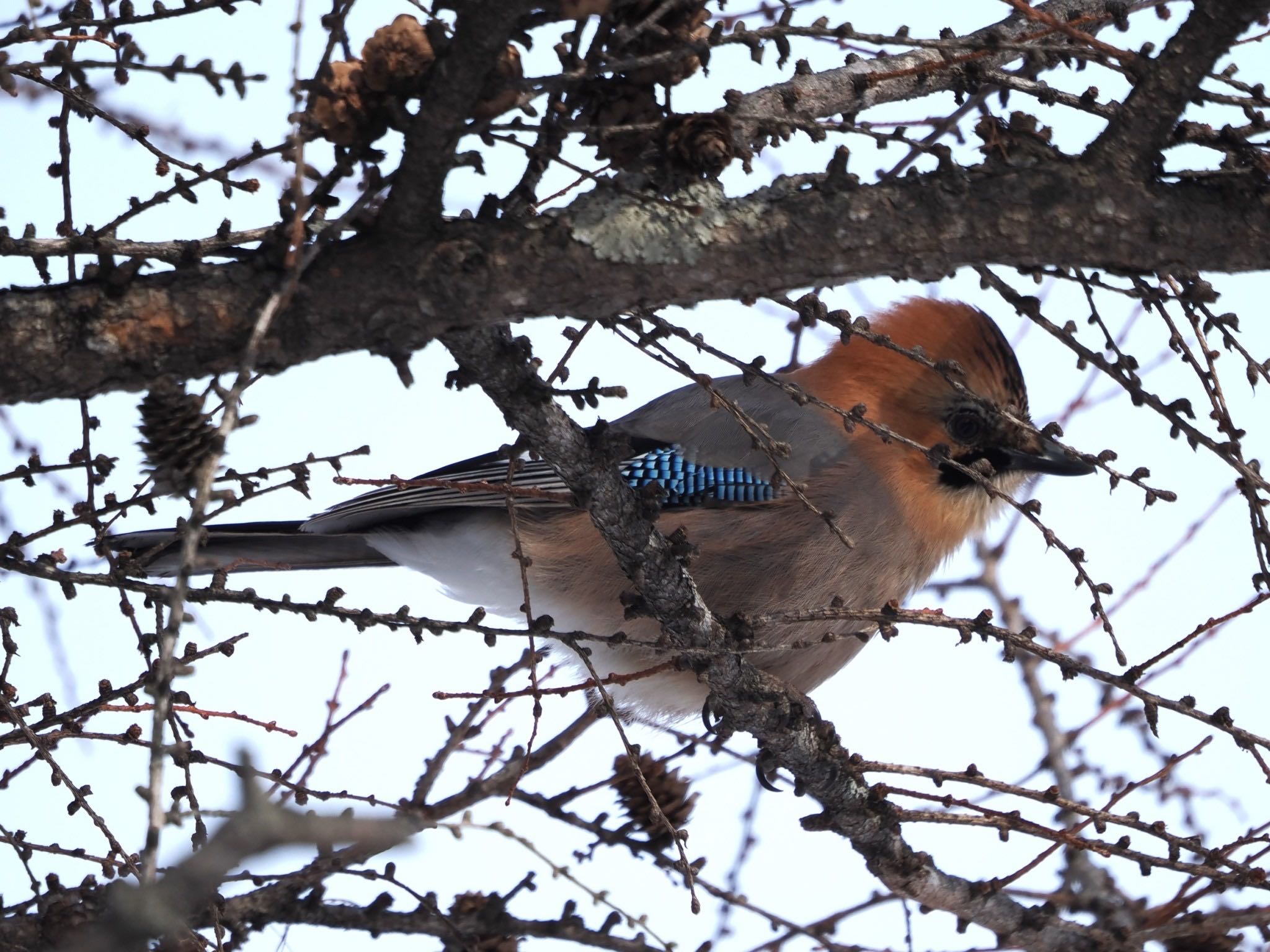 Eurasian Jay(brandtii)