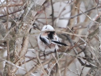 Long-tailed tit(japonicus) Tsurumidai Thu, 2/22/2024