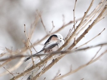 Long-tailed tit(japonicus) Tsurumidai Thu, 2/22/2024