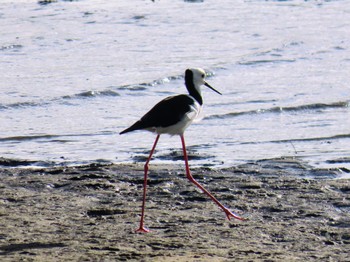 Pied Stilt Five Dock, NSW, Australia Fri, 3/15/2024