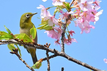 メジロ 水元公園 2024年3月17日(日)