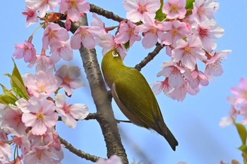 メジロ 水元公園 2024年3月17日(日)