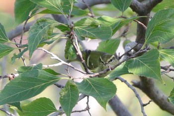 Yellow-browed Warbler Osaka castle park Tue, 11/3/2020