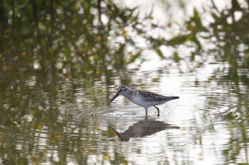 Broad-billed Sandpiper 守山市 Sun, 9/5/2021