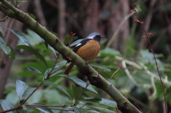 2024年3月23日(土) 新宿御苑の野鳥観察記録