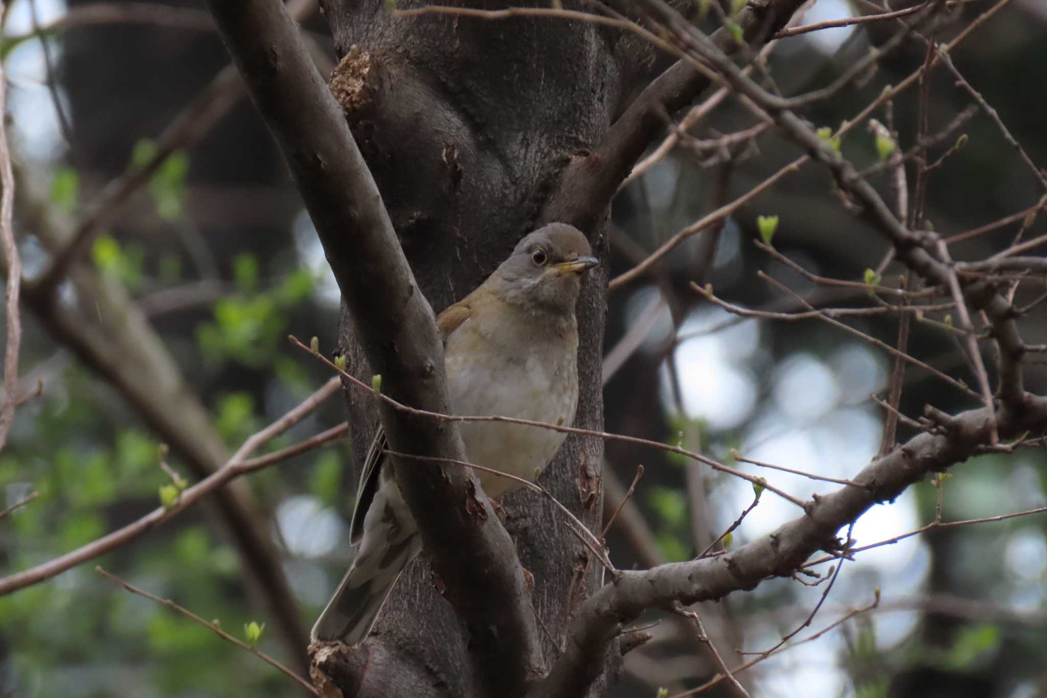 Photo of Pale Thrush at Shinjuku Gyoen National Garden by デビュタン