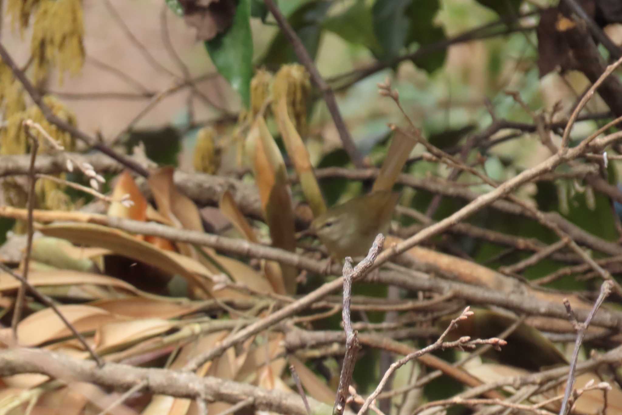 Japanese Bush Warbler