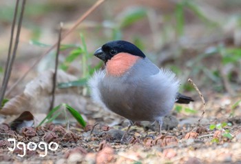 Eurasian Bullfinch 茨城県 Fri, 3/22/2024