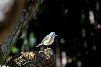 ルリビタキ 北本自然観察公園 2024年3月2日(土)