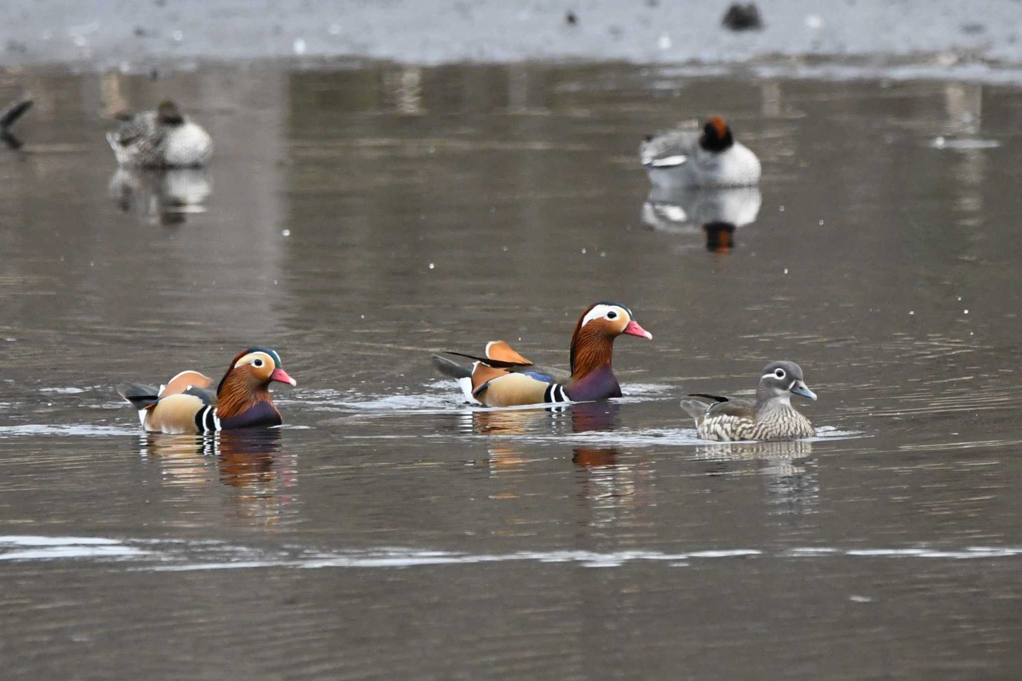 Photo of Mandarin Duck at 井頭公園 by すずめのお宿