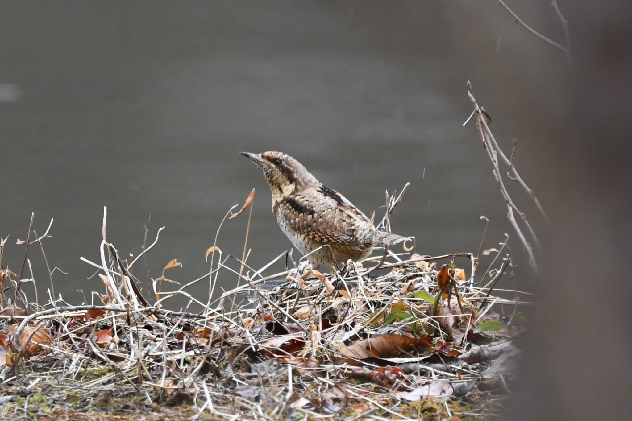 Photo of Eurasian Wryneck at 井頭公園 by すずめのお宿