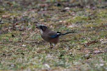 Eurasian Jay 井頭公園 Sun, 2/25/2024