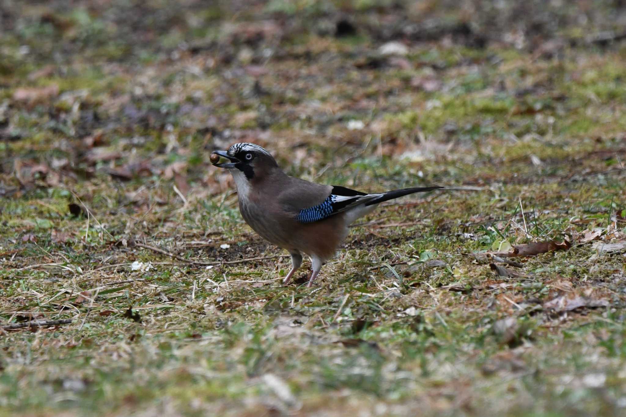 Photo of Eurasian Jay at 井頭公園 by すずめのお宿