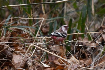 Siberian Long-tailed Rosefinch 井頭公園 Sun, 2/25/2024