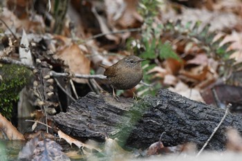 Eurasian Wren 井頭公園 Sun, 2/25/2024