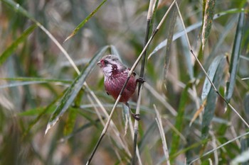 Siberian Long-tailed Rosefinch 井頭公園 Sun, 2/25/2024