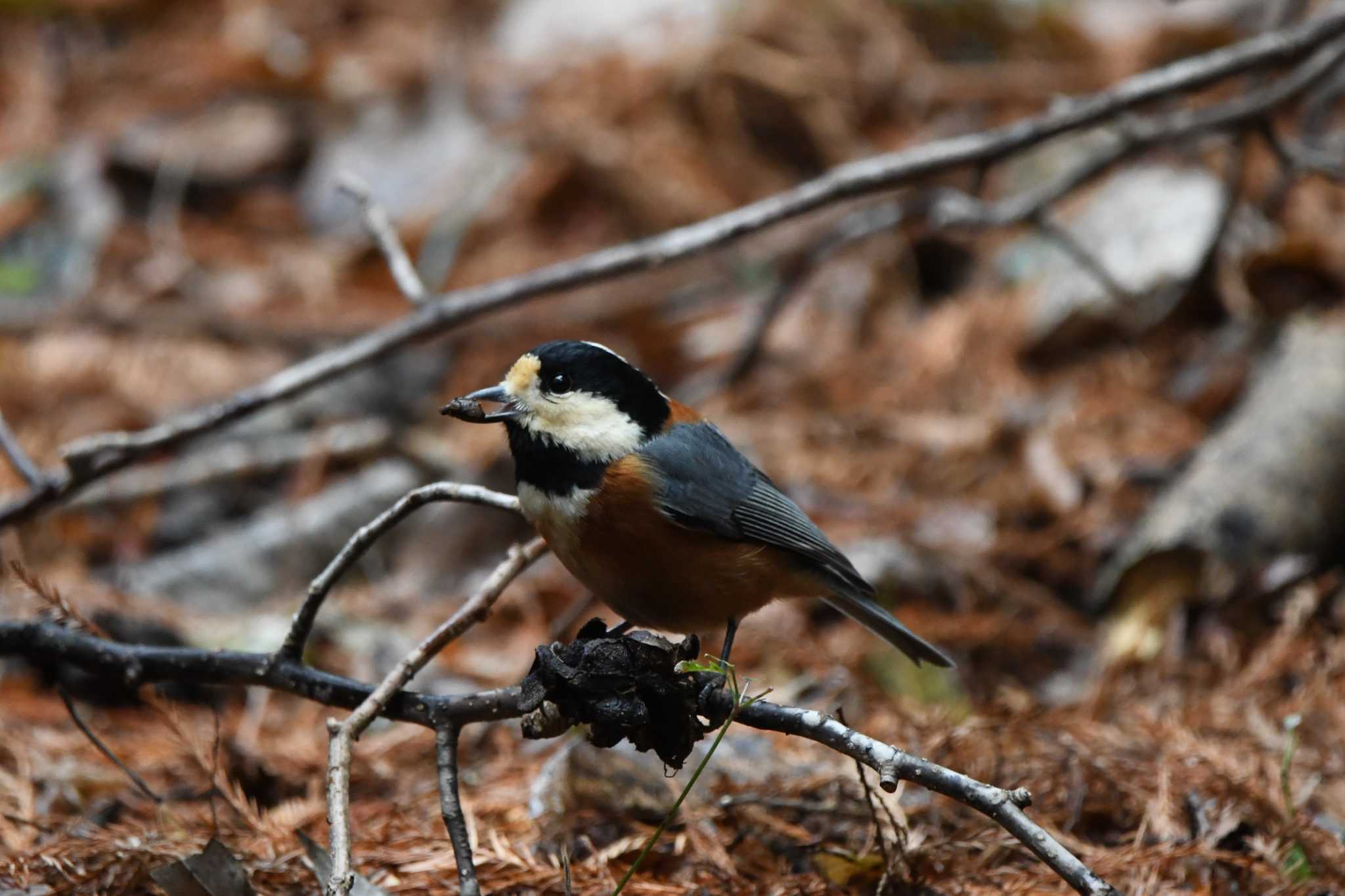 Photo of Varied Tit at 井頭公園 by すずめのお宿