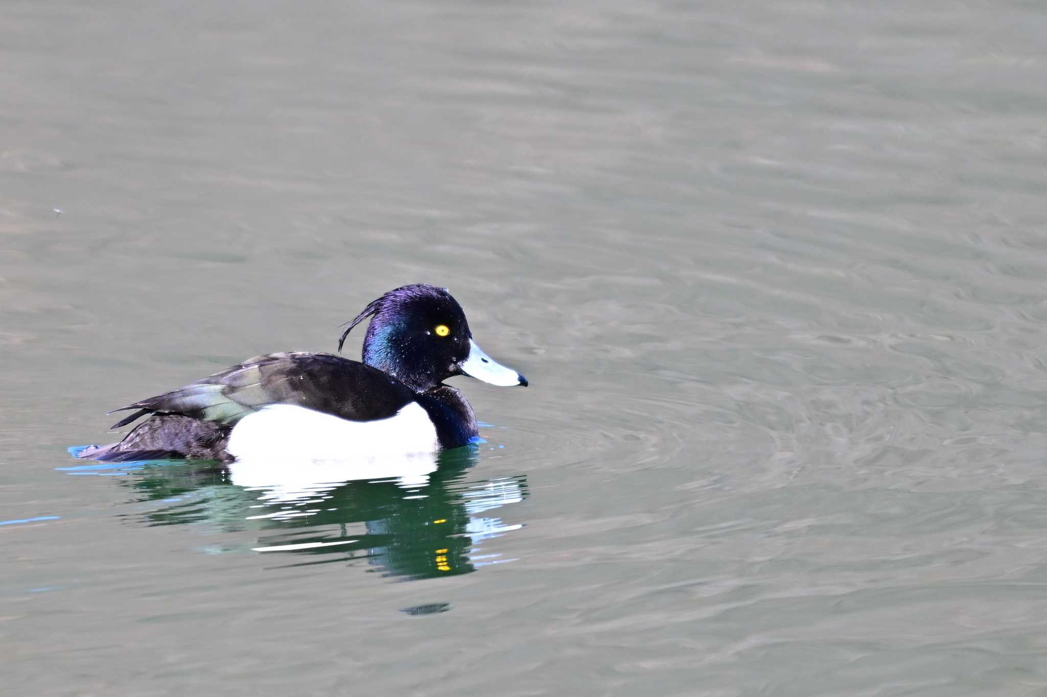 矢木羽湖 キンクロハジロの写真 by とらねこ