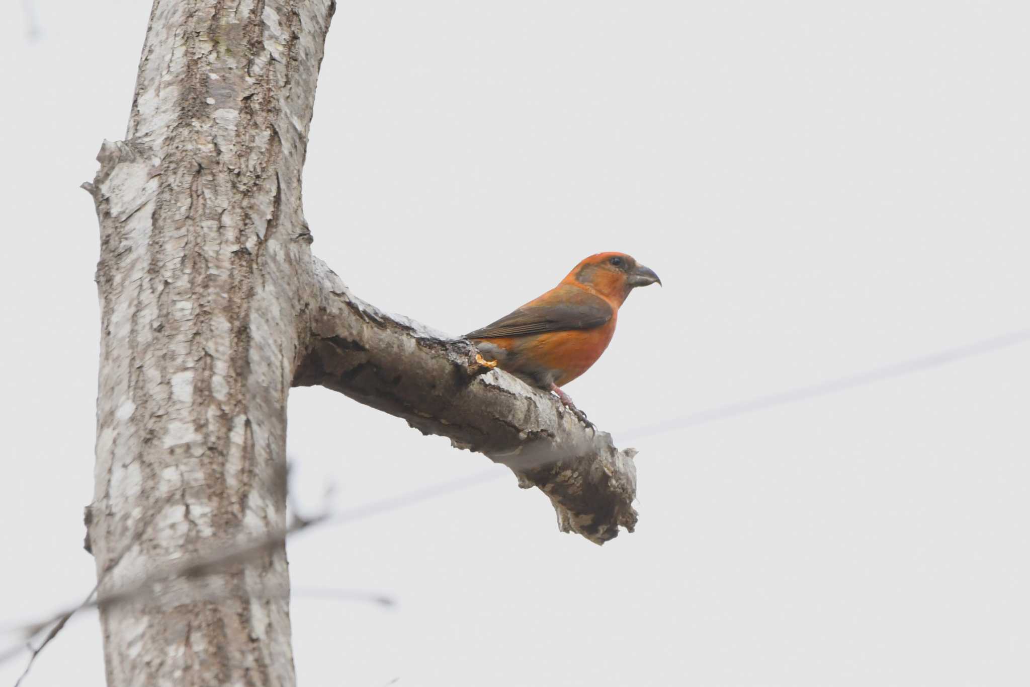 Red Crossbill