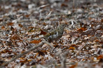 トラツグミ 井頭公園 2024年2月25日(日)