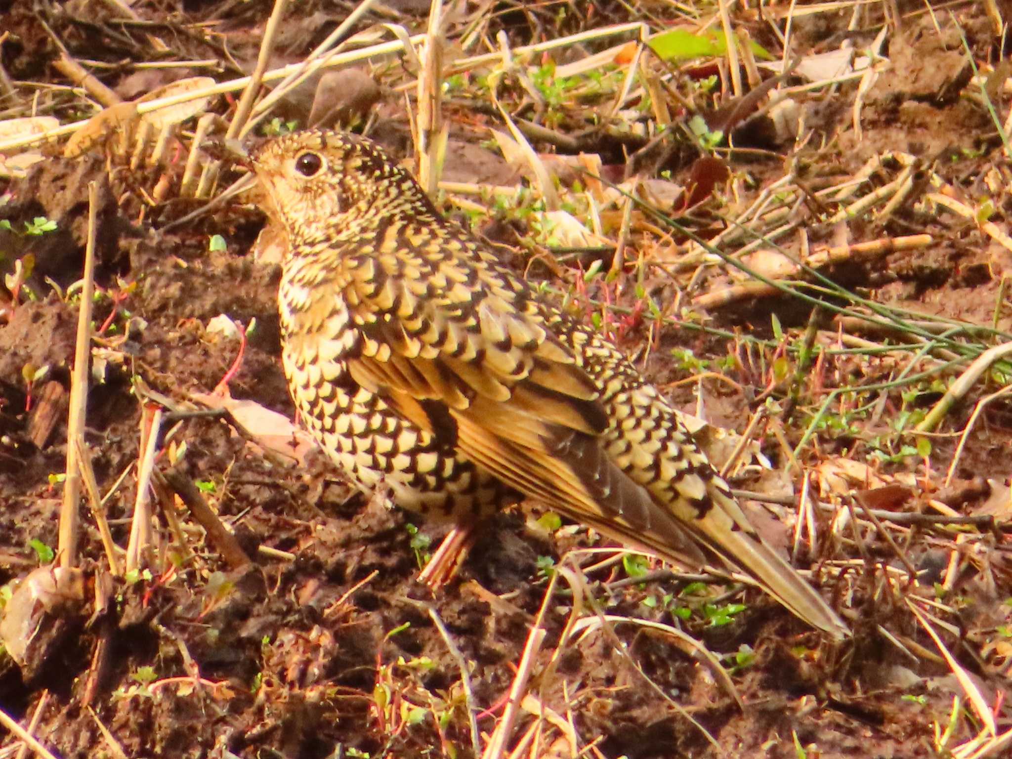 White's Thrush